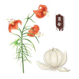 百合