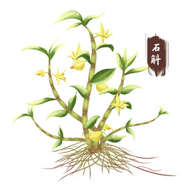 铁皮石斛