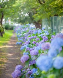 马路上鲜花