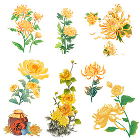 菊花 免扣