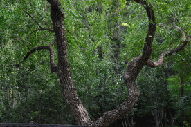 树枝树杈 