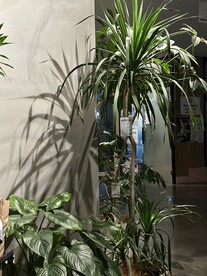 植物随拍