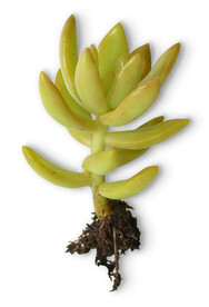 多肉植物          