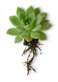  多肉植物          