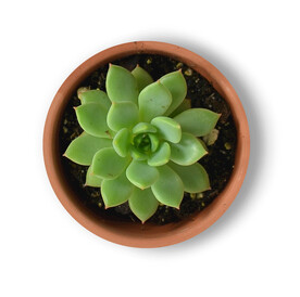  多肉植物          