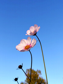 格桑花