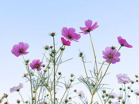 格桑花