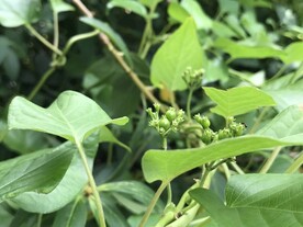 绿植绿叶植物
