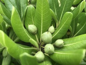 绿植绿叶植物 