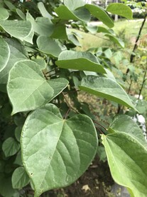 绿植绿叶植物 