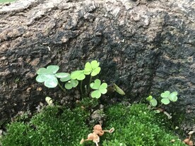 绿植绿叶植物 