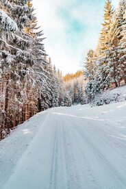 大雪覆盖的道路和杉树