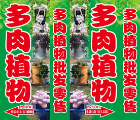 多肉植物