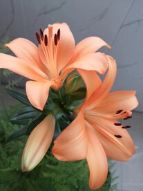 百合花