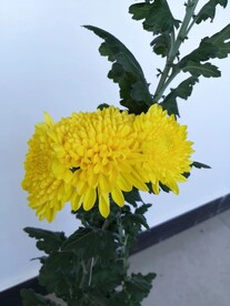 金色的菊花
