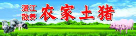 农家土猪