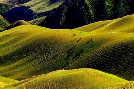 新疆草原