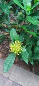 随拍小花