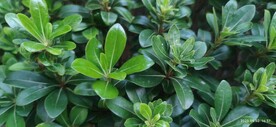 植物近拍