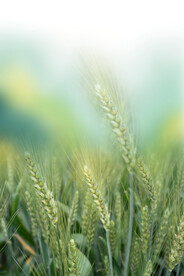 稻穗麦穗素材