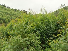 桉树