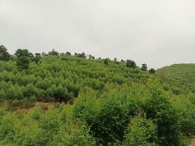桉树