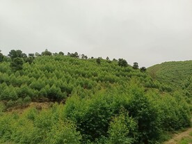 桉树