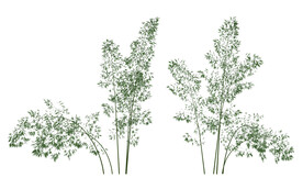 竹子PSD植物素材