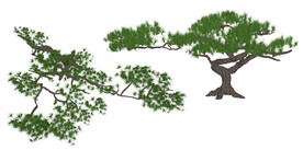 松树PSD分层素材贴图