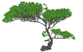 景观树木模型