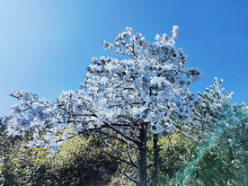 雪树 雪景 白雪 自然景观