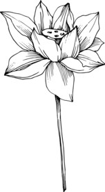 白描植物           