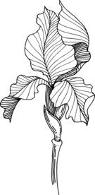 白描植物           