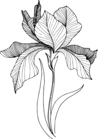 白描植物           