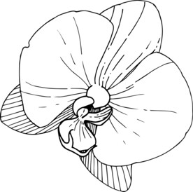 白描植物           