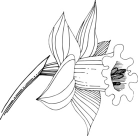 白描植物           