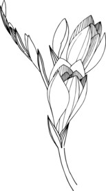 白描植物           