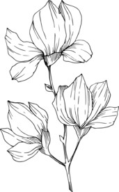白描植物           