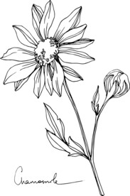 白描植物           