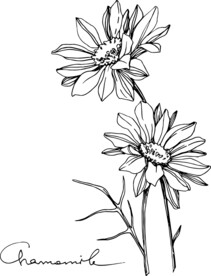 白描植物           