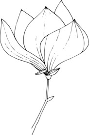 白描植物           