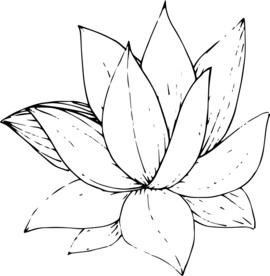 白描植物           