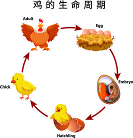 鸡的一生 