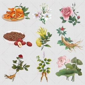 手绘花草中草药插画