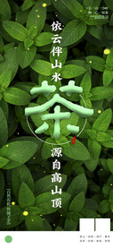 茶叶 海报