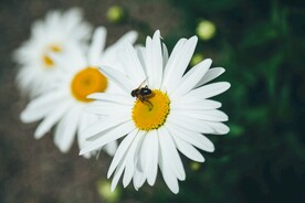 雏菊和蜜蜂