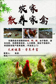 农家散养家禽