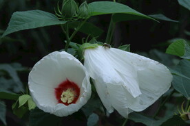 芙蓉葵 