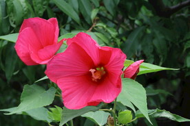 芙蓉葵 