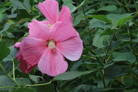 芙蓉葵